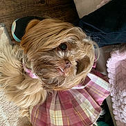Coco is registered to the contest to win money with this photo: dog, small_dog, shih_tzu, fluffy, long_hair, underbite, plaid_skirt, plaid, pink, collar, close_up, portrait, eye, nose, fur, indoor, blanket, wood_floor, shoe, resting