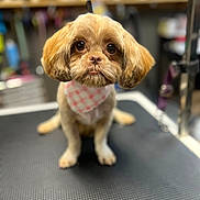 Coco joined the competition — help win amazing prizes! adorable, animal, bandana, brown_dog, close_up, cute, dog, ears, eyes, fluffy, fur, groomed, indoor, looking_at_camera, pet, pet_grooming, portrait, sitting, small_dog, table