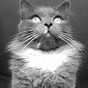 Treize a rejoint le concours — aidez-le/la à gagner de superbes lots ! cat, fluffy, close_up, portrait, feline, whiskers, green_eyes, black_and_white, indoor, fur, majestic, looking_up, pet, animal, cute, soft, mystery, long_hair, domestic_cat