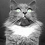 cat, fluffy, close_up, portrait, feline, whiskers, green_eyes, black_and_white, indoor, fur, majestic, looking_up, pet, animal, cute, soft, mystery, long_hair, domestic_cat