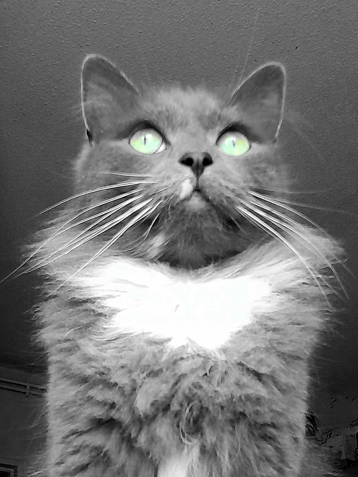 Treize a rejoint le concours — aidez-le/la à gagner de superbes lots ! cat, fluffy, close_up, portrait, feline, whiskers, green_eyes, black_and_white, indoor, fur, majestic, looking_up, pet, animal, cute, soft, mystery, long_hair, domestic_cat