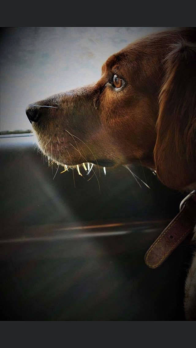 Hindy participe au concours pour gagner de l'argent avec cette photo : canidae, carnivore, companion_dog, darkness, dog, dog_breed, fang, flash_photography, fur, gun_dog, hunting_dog, liver, retriever, snout, sporting_group, tints_and_shades, whiskers, working_animal, working_dog