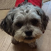 Gigi is registered to the contest to win money with this photo: dog, pet, red_sweater, fur, wooden_floor, indoor, small_dog, cute, looking_up, animal, cozy, home, flooring, brown, texture, companion, furry, portrait, domestic, canine