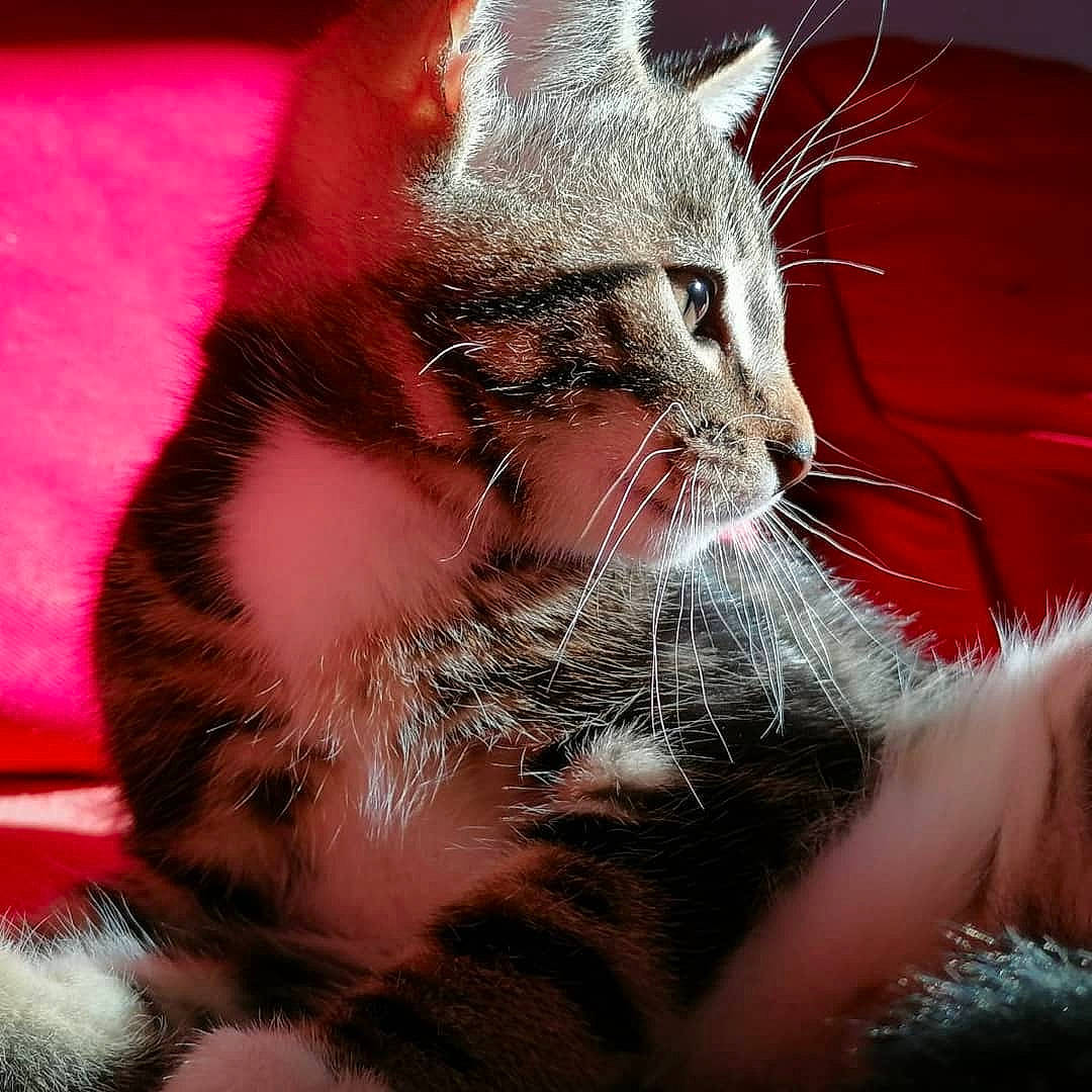 Loco a rejoint le concours — aidez-le/la à gagner de superbes lots ! american_shorthair, american_wirehair, asian, carnivore, cat, claw, domestic_short_haired_cat, european_shorthair, felidae, fur, kitten, nose, small_to_medium_sized_cats, snout, tabby_cat, whiskers