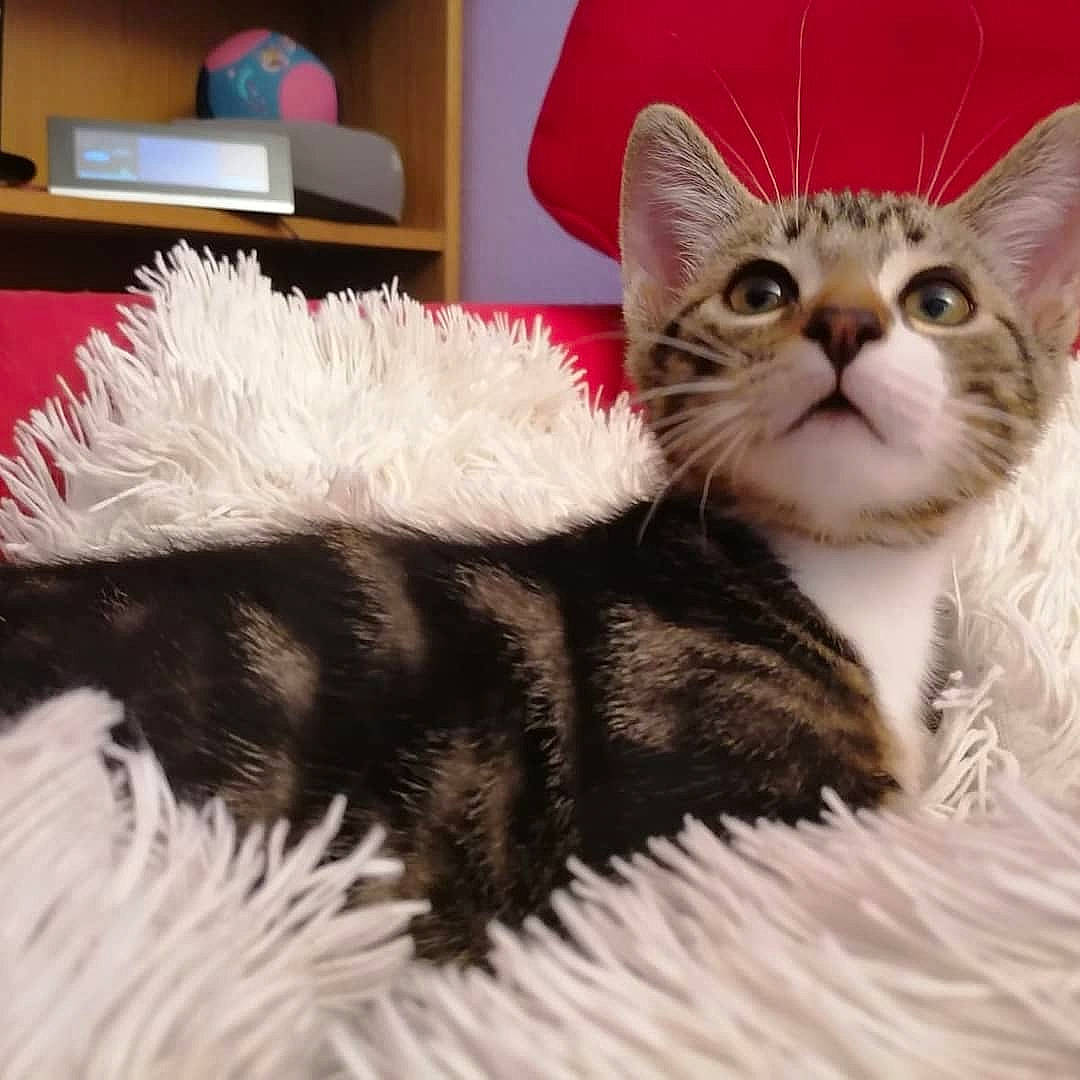 Loco participe au concours pour gagner de l'argent avec cette photo : american_curl, american_shorthair, american_wirehair, asian, carnivore, cat, claw, domestic_long_haired_cat, domestic_short_haired_cat, dragon_li, european_shorthair, felidae, fur, kitten, mammal, paw, pixie_bob, small_to_medium_sized_cats, tabby_cat, whiskers