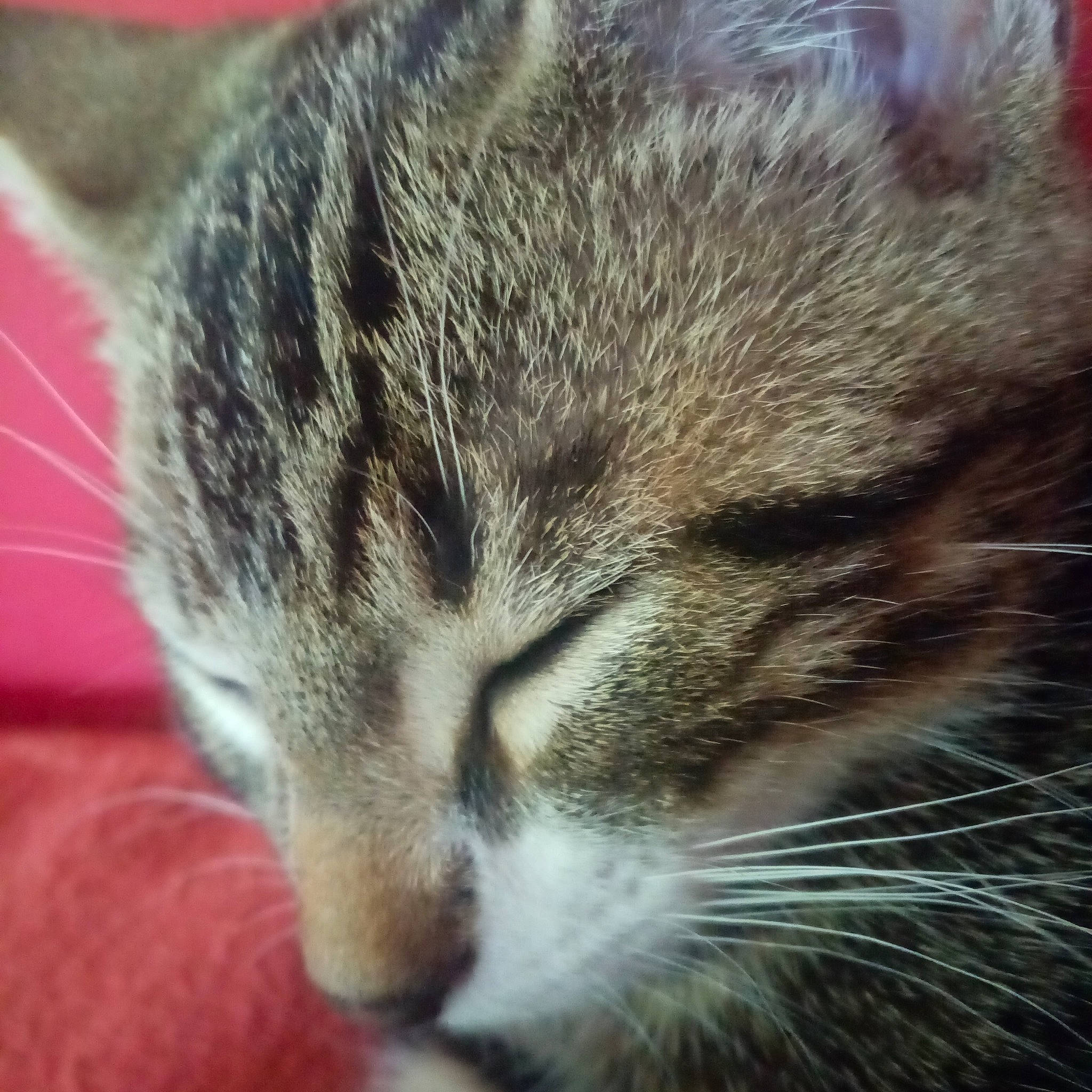 Loco a rejoint le concours — aidez-le/la à gagner de superbes lots ! american_shorthair, american_wirehair, asian, carnivore, cat, close_up, domestic_short_haired_cat, dragon_li, european_shorthair, felidae, fur, kitten, mammal, nap, nose, sleep, small_to_medium_sized_cats, snout, tabby_cat, whiskers