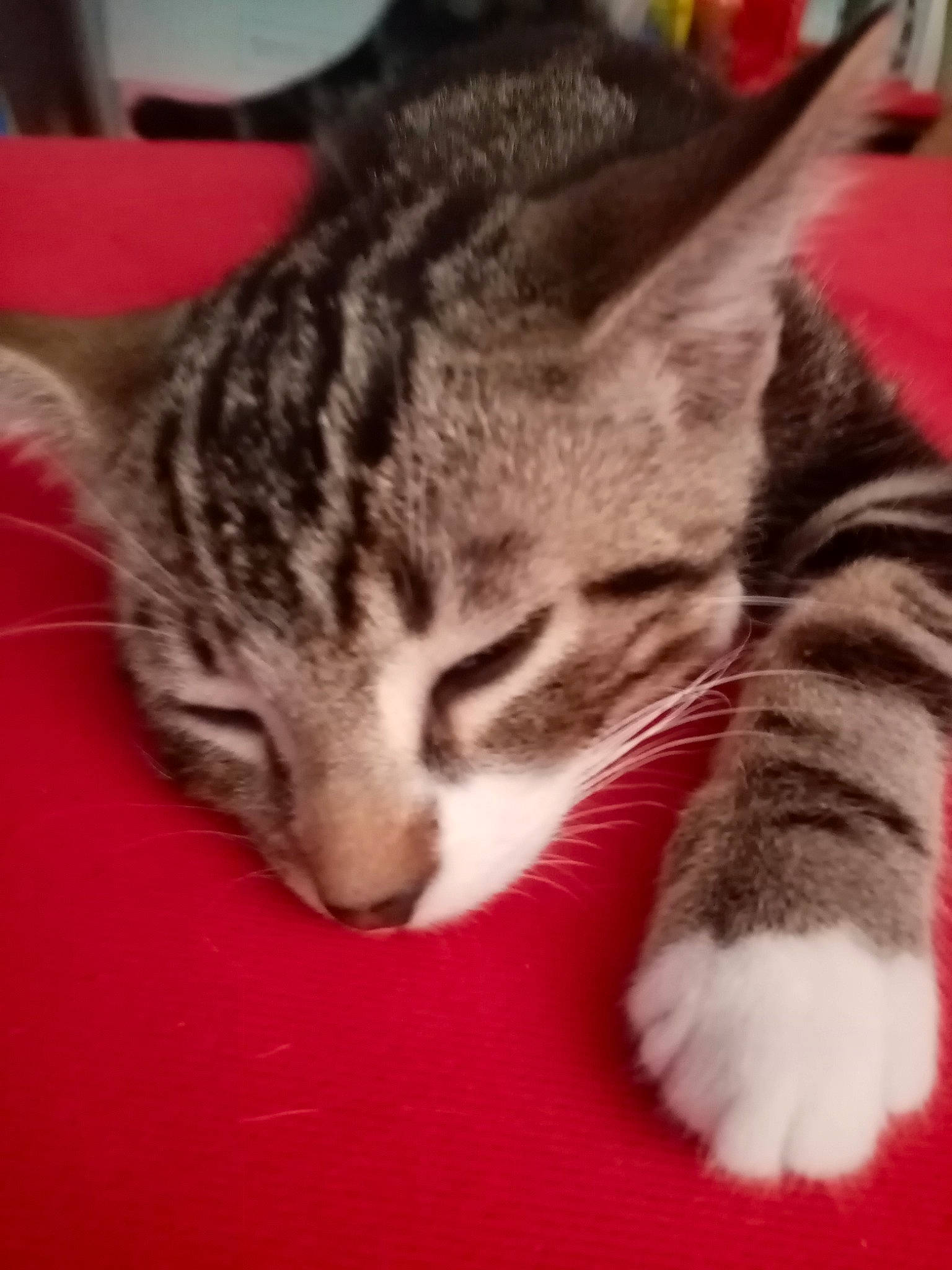 Loco participe au concours pour gagner de l'argent avec cette photo : aegean_cat, american_shorthair, american_wirehair, asian, california_spangled, carnivore, cat, domestic_short_haired_cat, dragon_li, european_shorthair, felidae, fur, kitten, mammal, pixie_bob, small_to_medium_sized_cats, snout, tabby_cat, vertebrate, whiskers