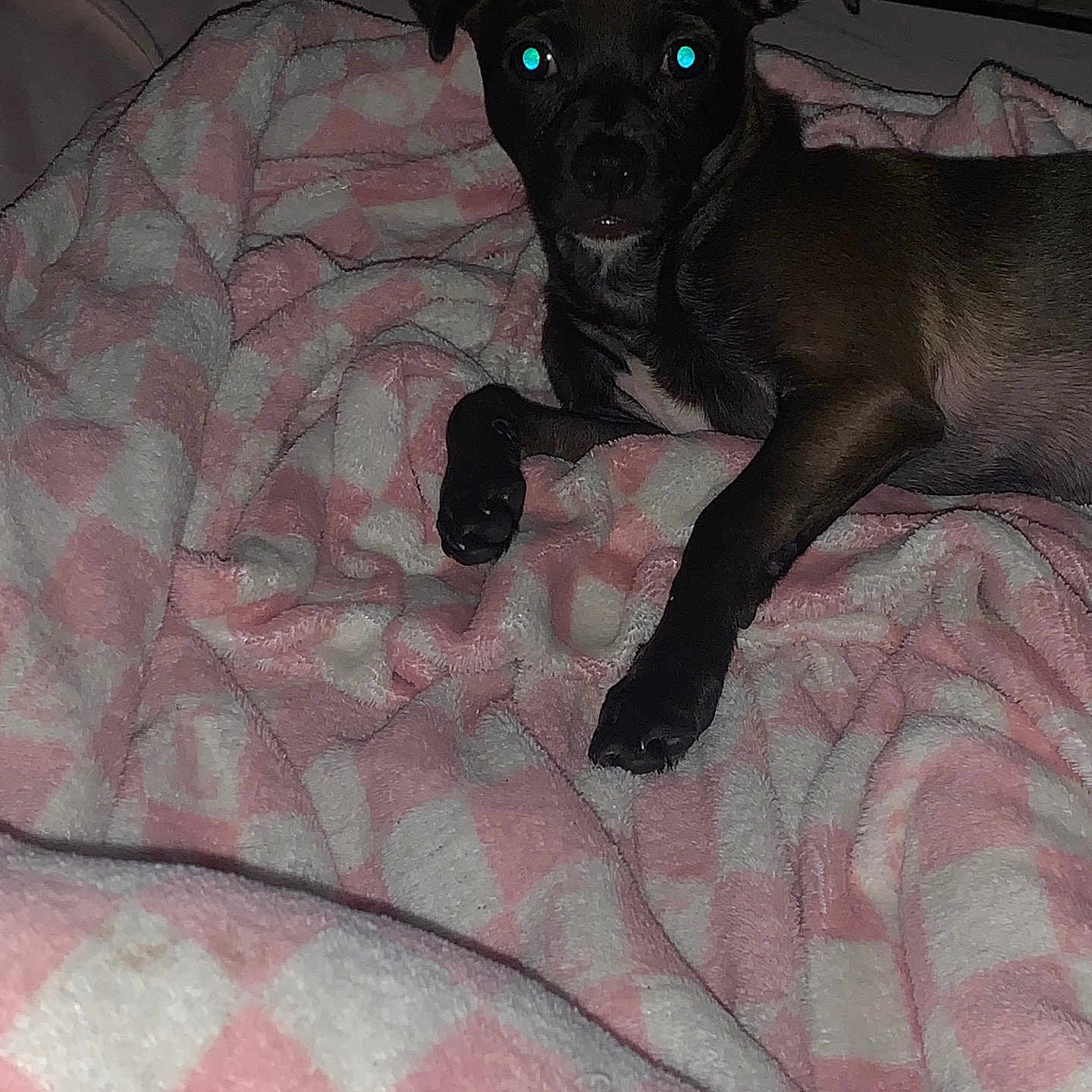 Doctor joined the competition — help win amazing prizes! animal, blanket, checkered, cozy, cute, dark, dog, ears, flash, fur, glowing_eyes, indoor, lying_down, paw, pet, pink, puppy, resting, soft, white