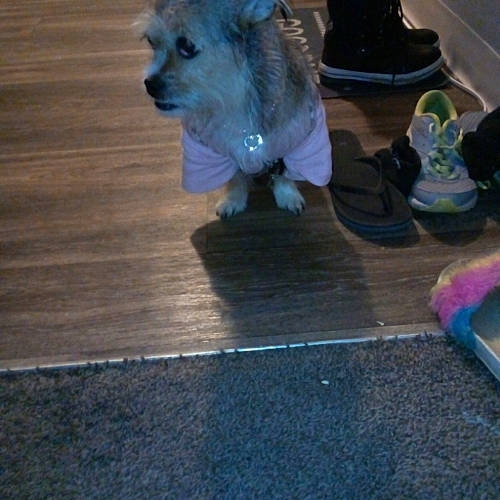 Bella joined the competition — help win amazing prizes! boot, cairn_terrier, canidae, carnivore, companion_dog, dog, dog_breed, dog_clothes, dog_supply, non_sporting_group, peruvian_hairless_dog, puppy, small_terrier, snout, sporting_group, terrier, toy_dog, walking_shoe, wood_stain, working_animal