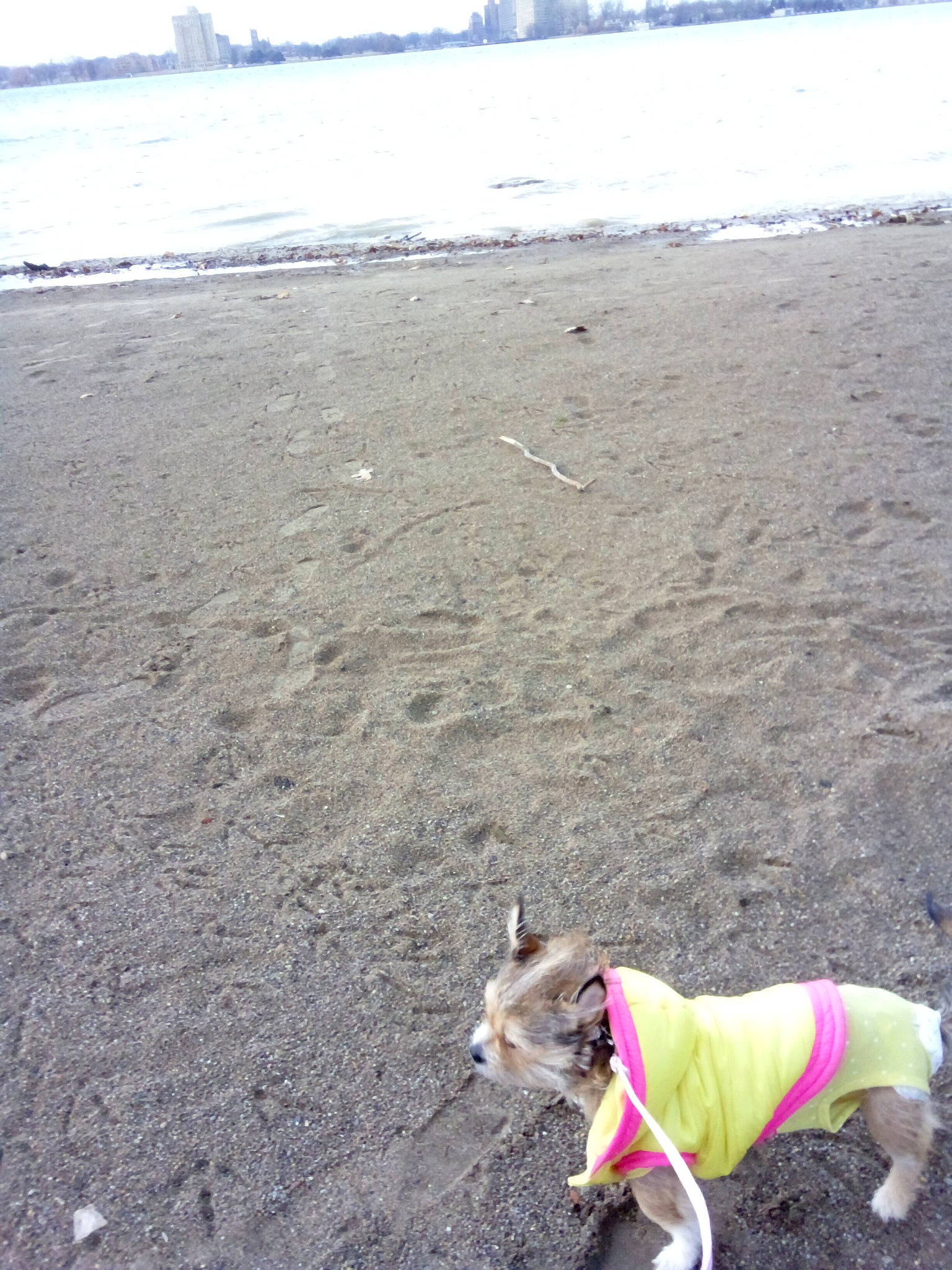 Bella joined the competition — help win amazing prizes! beach, carnivore, coast, coastal_and_oceanic_landforms, collar, dog, dog_breed, dog_clothes, dog_collar, dog_supply, leash, mammal, ocean, pet_supply, sand, sea, shore, snout, sporting_group, working_animal