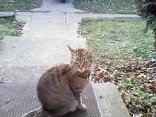 Bellina joined the competition — help win amazing prizes! asphalt, brown, carnivore, cat, felidae, grass, land_lot, landscape, leaf, nature, neighbourhood, organism, photograph, road_surface, small_to_medium_sized_cats, snout, sunlight, terrestrial_animal, vertebrate, whiskers