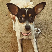 Gracie is registered to the contest to win money with this photo: dog, small_dog, pet, carpet, ears, collar, flower_accessory, looking_up, indoor, cute, animal, fur, black_and_white, brown_markings, lying_down, paws, close_up, domestic_animal, companion, alert