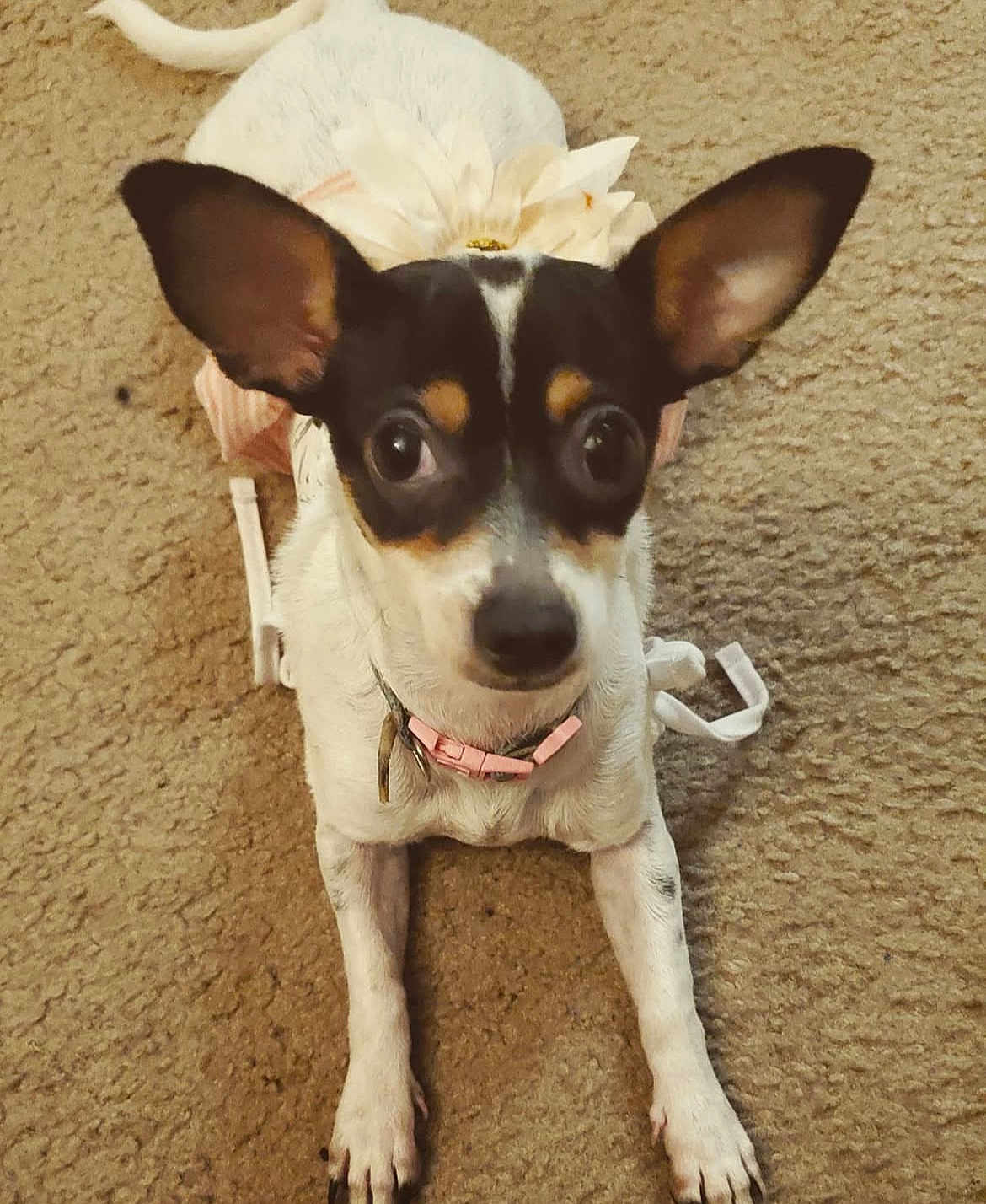 Gracie