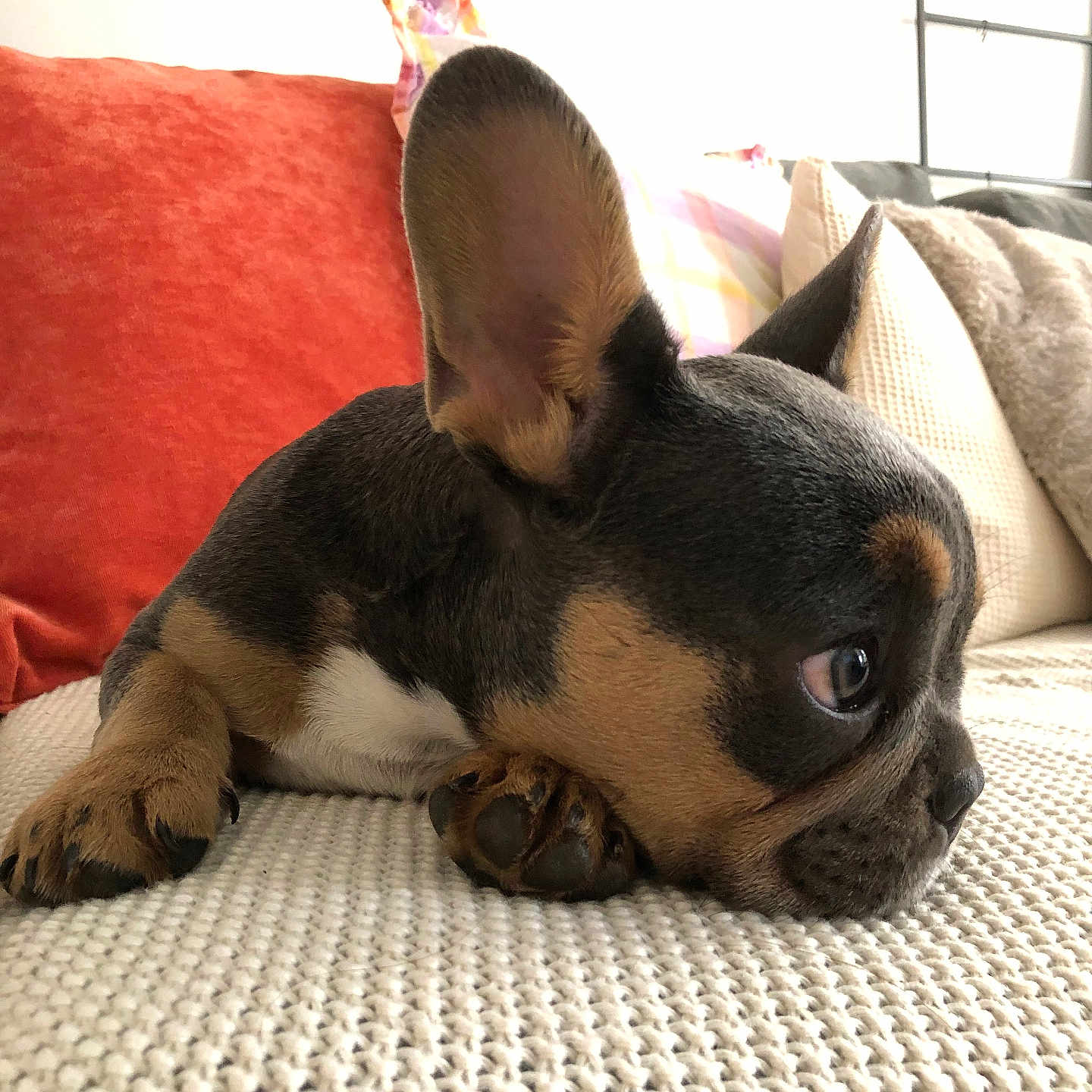 Kale is registered to the contest to win money with this photo: animal, architecture, building, bulldog, canine, couch, cushion, dog, frenchbulldog, furniture, homedecor, hound, indoors, interiordesign, livingroom, person, pet, puppy, room, sleeping