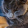 cat, grey_cat, close_up, feline, whiskers, resting, sleepy, animal, pet, soft_texture, yellow_blanket, blue_background, cozy, fur, paw, indoor, mammal, cute, relaxed, portrait