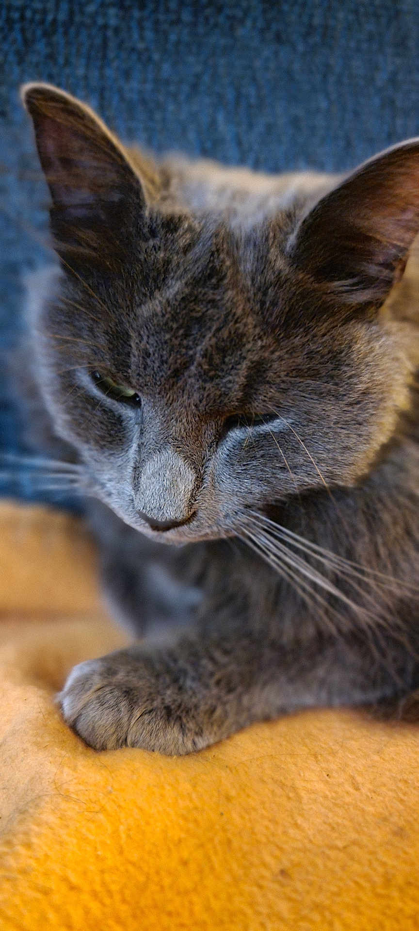 Yaos participe au concours pour gagner de l'argent avec cette photo : cat, grey_cat, close_up, feline, whiskers, resting, sleepy, animal, pet, soft_texture, yellow_blanket, blue_background, cozy, fur, paw, indoor, mammal, cute, relaxed, portrait