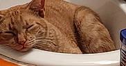 Acorn joined the competition — help win amazing prizes! cat, ginger_cat, sleeping, bathroom, sink, washbasin, faucet, plumbing, countertop, indoor, relaxed, resting, whiskers, fur, orange, pet, domestic_animal, cozy, portrait, funny