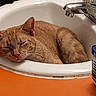 cat, ginger_cat, sleeping, bathroom, sink, washbasin, faucet, plumbing, countertop, indoor, relaxed, resting, whiskers, fur, orange, pet, domestic_animal, cozy, portrait, funny