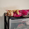 Acorn is registered to the contest to win money with this photo: cat, ginger_cat, sleeping, nap, pet, feline, pink, plaid, hammock, fabric, paw, whiskers, closed_eyes, indoors, furniture, storage_drawers, plastic, clothing, wall, cozy