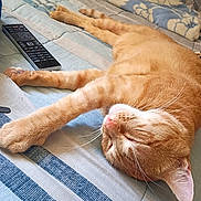 Oliver is registered to the contest to win money with this photo: bed, bedding, cat, closeup, cozy, cute, domestic_animal, feline, fur, indoor, napping, orange_tabby, paw, pet, relaxed, remote_control, resting, sleeping, striped, whiskers
