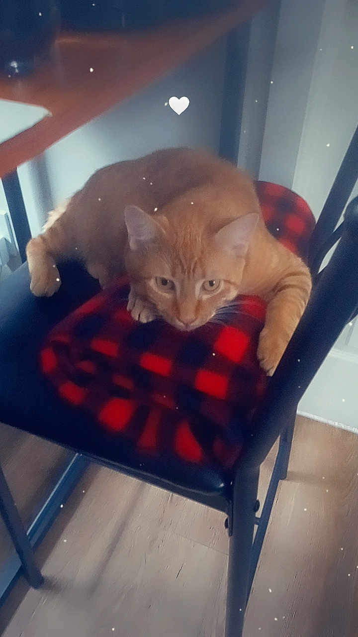 Oliver joined the competition — help win amazing prizes! abyssinian, animal, armchair, barstool, blanket, cat, chair, closet, cupboard, diningtable, furniture, hardwood, homedecor, kitten, manx, pet, plywood, siamese, table, wood