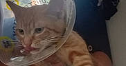 Oliver joined the competition — help win amazing prizes! abyssinian, animal, bed, bedroom, bowl, cat, chair, closet, furniture, homedecor, indoors, kitten, laundry, manx, pet, photography, plywood, room, window, wood