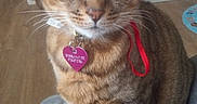 Tigger joined the competition — help win amazing prizes! abyssinian, accessories, animal, bonnet, canine, cap, cat, closet, clothing, cupboard, dog, face, furniture, hat, head, manx, person, pet, shelf, sunhat