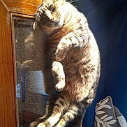 Tigger joined the competition — help win amazing prizes! cat, closeup, cushion, furniture, furry, glass_table, indoor, living_room, lounging, nap, paw, pet, pillow, reflection, relaxed, sunlight, tabby_cat, tail, whiskers, wooden_frame