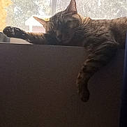 Tigger joined the competition — help win amazing prizes! animal, cat, cozy, domestic_animal, feline, fur, home, indoor, natural_light, paw, peaceful, pet, quiet, relaxed, resting, sleeping, sunlight, tabby_cat, window, windowsill