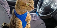 Tigger is registered to the contest to win money with this photo: accessories, alloywheel, animal, car, car_interior, carseat, carwheel, cat, cushion, egyptiancat, homedecor, kitten, machine, pet, spoke, suv, tire, transportation, vehicle, wheel