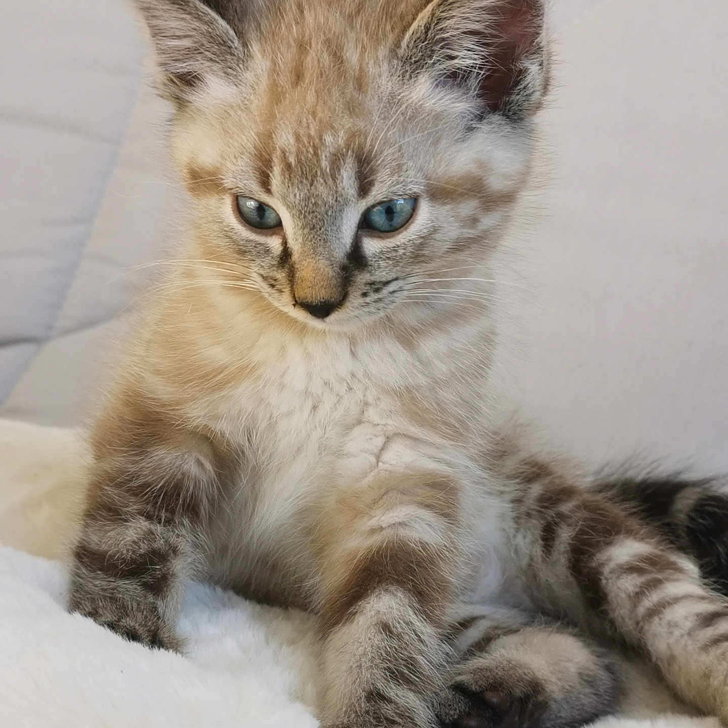 Unagi participe au concours pour gagner de l'argent avec cette photo : adorable, animal, blue_eyes, cat, cute, ears, feline, fluffy, fur, indoor, kitten, mammal, paw, pet, relaxed, resting, soft, whiskers, white_blanket, young