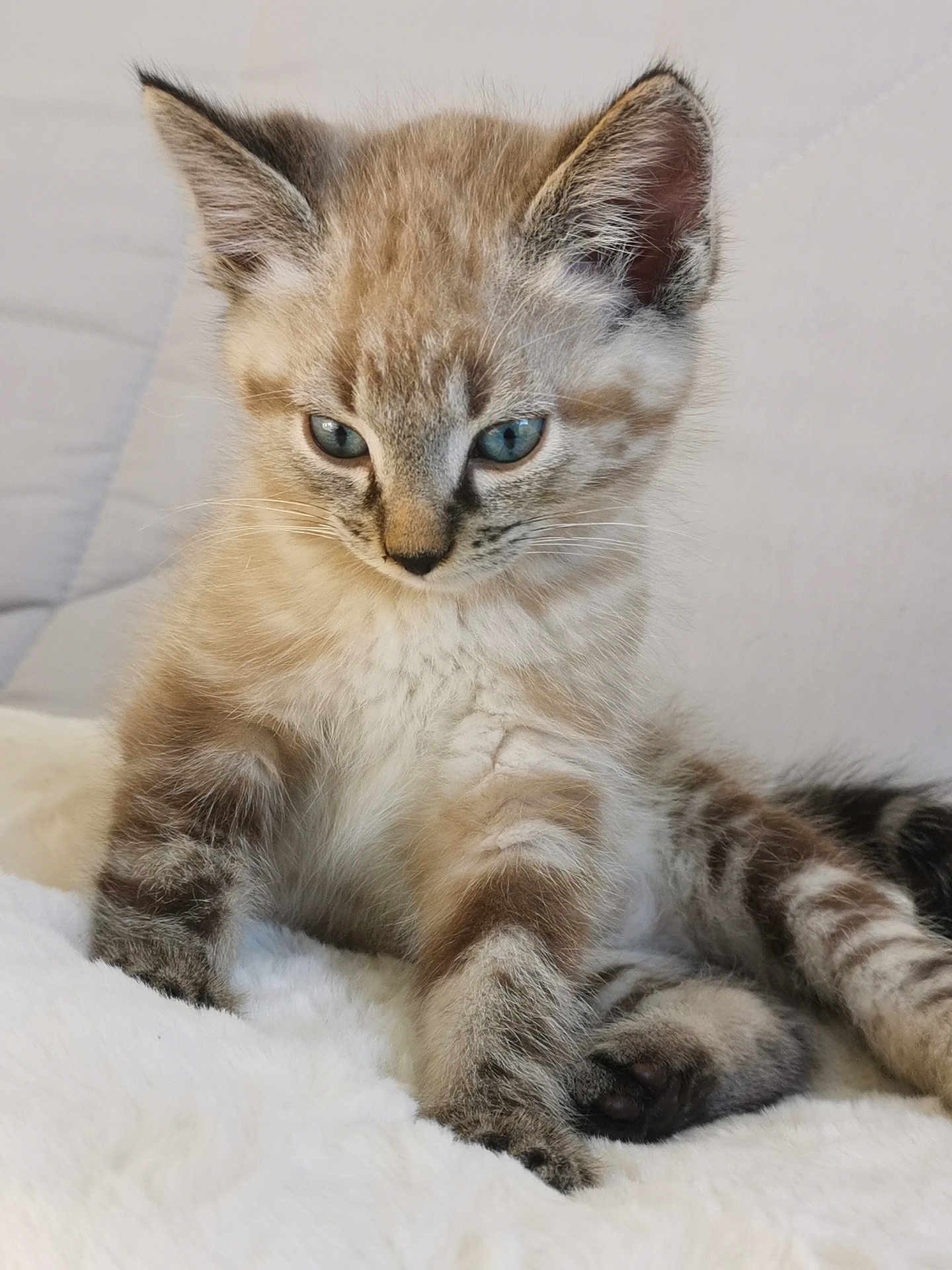 Unagi participe au concours pour gagner de l'argent avec cette photo : kitten, cat, blue_eyes, fluffy, fur, pet, animal, cute, young, indoor, white_blanket, soft, relaxed, paw, whiskers, ears, mammal, feline, adorable, resting