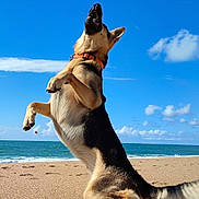 Tess participe au concours pour gagner de l'argent avec cette photo : active, animal, beach, canine, clouds, collar, daytime, dog, energetic, german_shepherd, jumping, nature, ocean, outdoor, pet, playful, sand, sky, sunny, treat