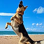 active, animal, beach, canine, clouds, collar, daytime, dog, energetic, german_shepherd, jumping, nature, ocean, outdoor, pet, playful, sand, sky, sunny, treat
