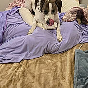Patches is registered to the contest to win money with this photo: dog, bed, blanket, pillow, indoor, pet, fur, white, brown, spotted, tongue, resting, cozy, nightstand, humidifier, tissue, room, sleeping_area, relaxed, animal