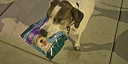 Patches is registered to the contest to win money with this photo: accessories, animal, bag, bulldog, canine, dalmatian, dog, face, head, hound, leash, path, person, pet, pitbull, pointer, puppy, sidewalk, strap, walkway
