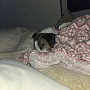 Patches joined the competition — help win amazing prizes! animal, bed, blanket, comfort, cozy, cute, dark, dog, domestic, fur, indoor, patterned_blanket, pet, pillow, quiet, relaxation, resting, sleeping, snuggled, soft