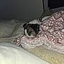 animal, bed, blanket, comfort, cozy, cute, dark, dog, domestic, fur, indoor, patterned_blanket, pet, pillow, quiet, relaxation, resting, sleeping, snuggled, soft