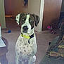 dog, spotted_dog, yellow_collar, indoor, living_room, carpet, furniture, couch, pillow, door, table, paper, toy, pet, animal, flash_reflection, sitting, looking_at_camera, home, domestic