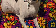 Patches joined the competition — help win amazing prizes! animal, architecture, armchair, blanket, boxer, bulldog, canine, chair, couch, cushion, dog, furniture, homedecor, hound, linen, pet, pitbull, pointer, puppy, terrier
