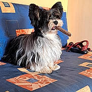 Apollon a rejoint le concours — aidez-le/la à gagner de superbes lots ! dog, schnauzer, black_and_white, long_hair, beard, fluffy, sitting, chew_toy, toy, pet, indoors, bed, bedspread, patchwork, red_harness, portrait, looking_away, open_mouth, canine, home