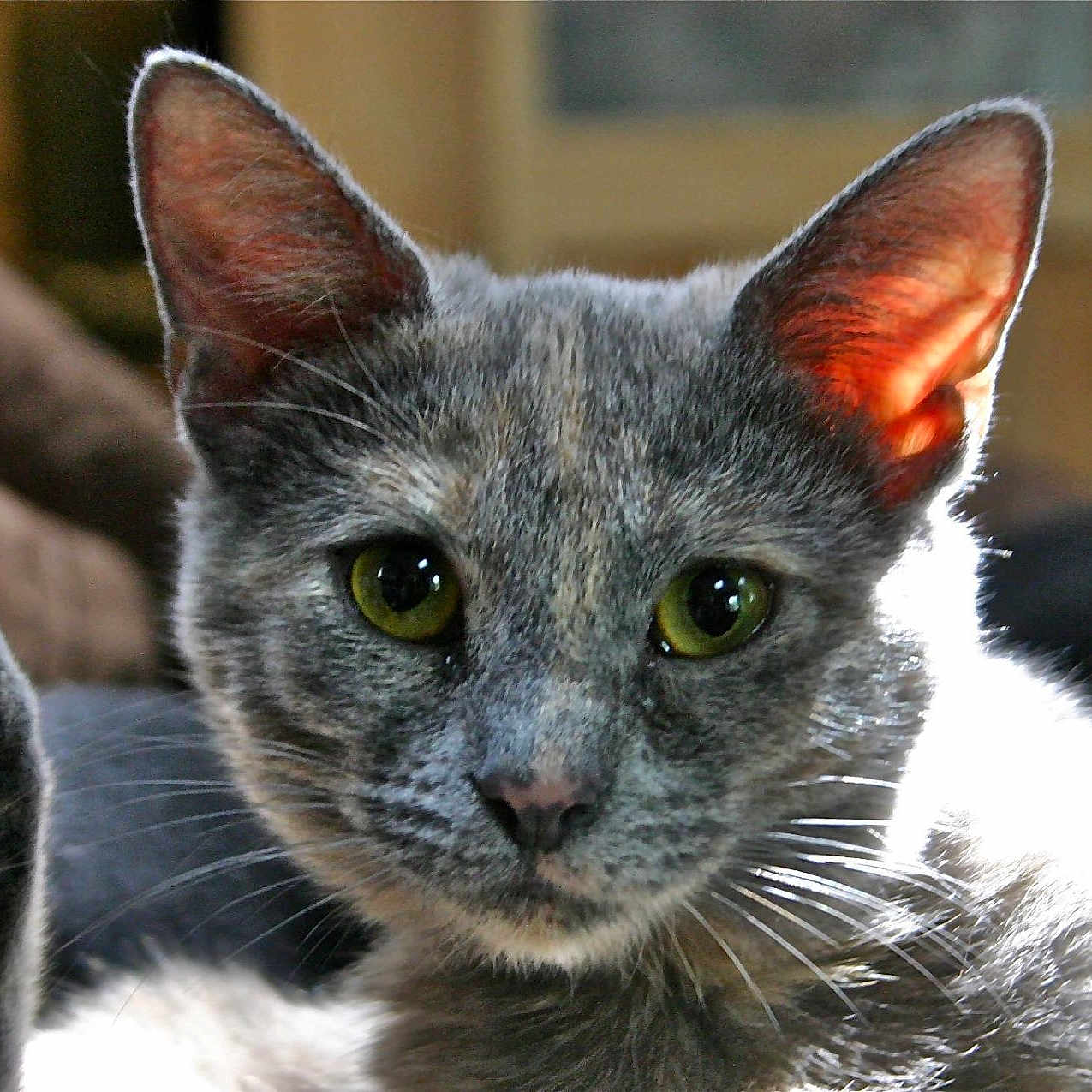 Peanut joined the competition — help win amazing prizes! animal, cat, close_up, curious, cute, domestic, ears, face, feline, fur, green_eyes, indoor, looking_at_camera, mammal, paw, pet, portrait, raised_paw, sunlight, whiskers
