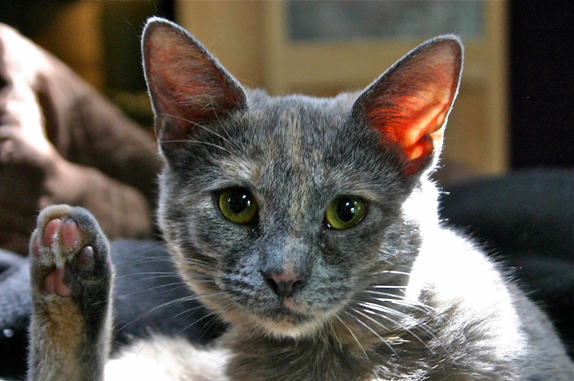 Peanut joined the competition — help win amazing prizes! animal, cat, close_up, curious, cute, domestic, ears, face, feline, fur, green_eyes, indoor, looking_at_camera, mammal, paw, pet, portrait, raised_paw, sunlight, whiskers