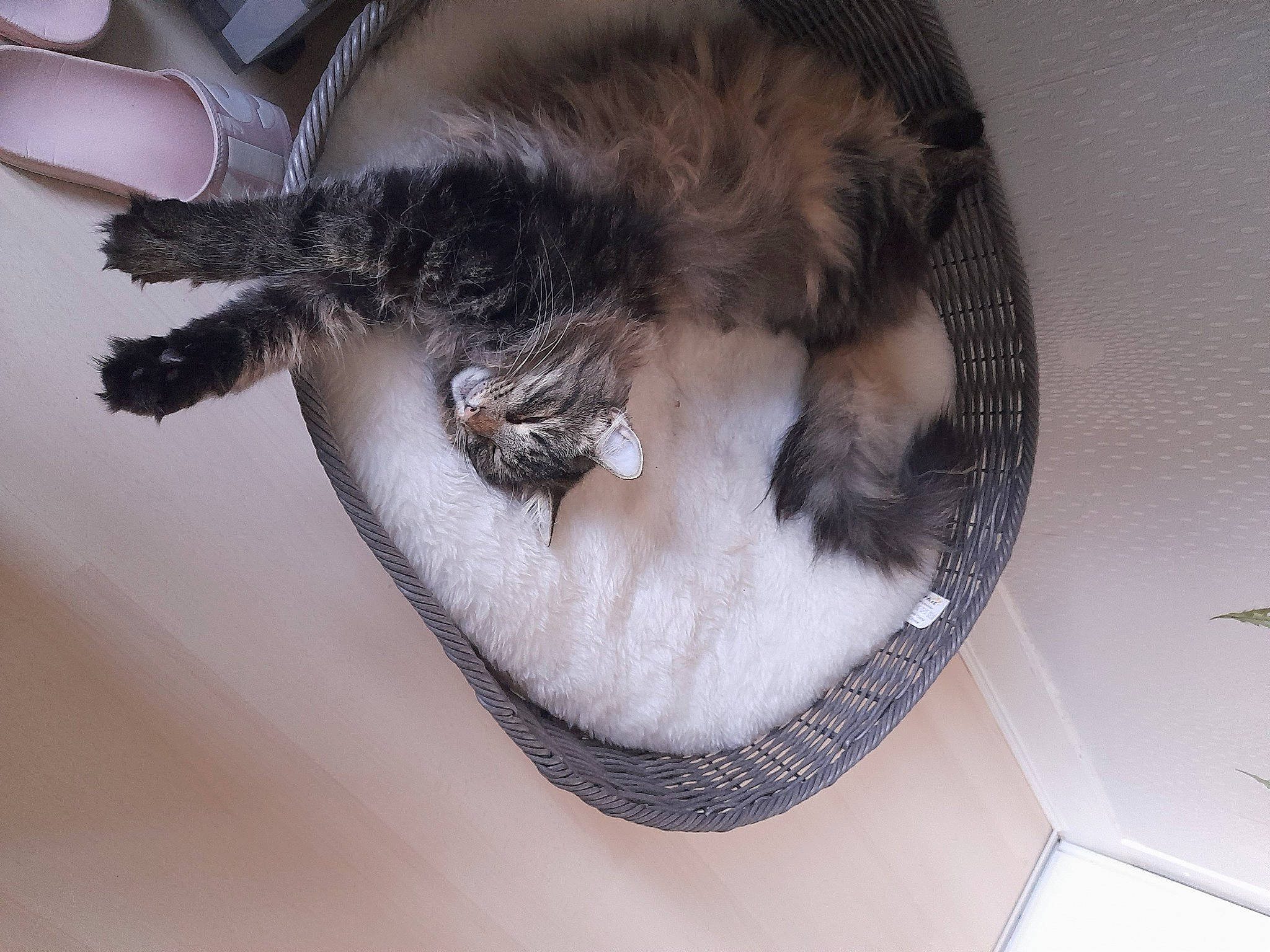 Tara participe au concours pour gagner de l'argent avec cette photo : box, cardboard, carnivore, cat, cat_supply, claw, comfort, domestic_short_haired_cat, felidae, fur, paw, room, small_to_medium_sized_cats, snout, tail, whiskers