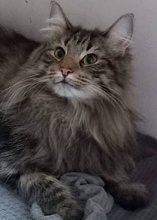 Tara participe au concours pour gagner de l'argent avec cette photo : carnivore, cat, close_up, felidae, fur, grey, maine_coon, monochrome_photography, small_to_medium_sized_cats, snout, terrestrial_animal, whiskers