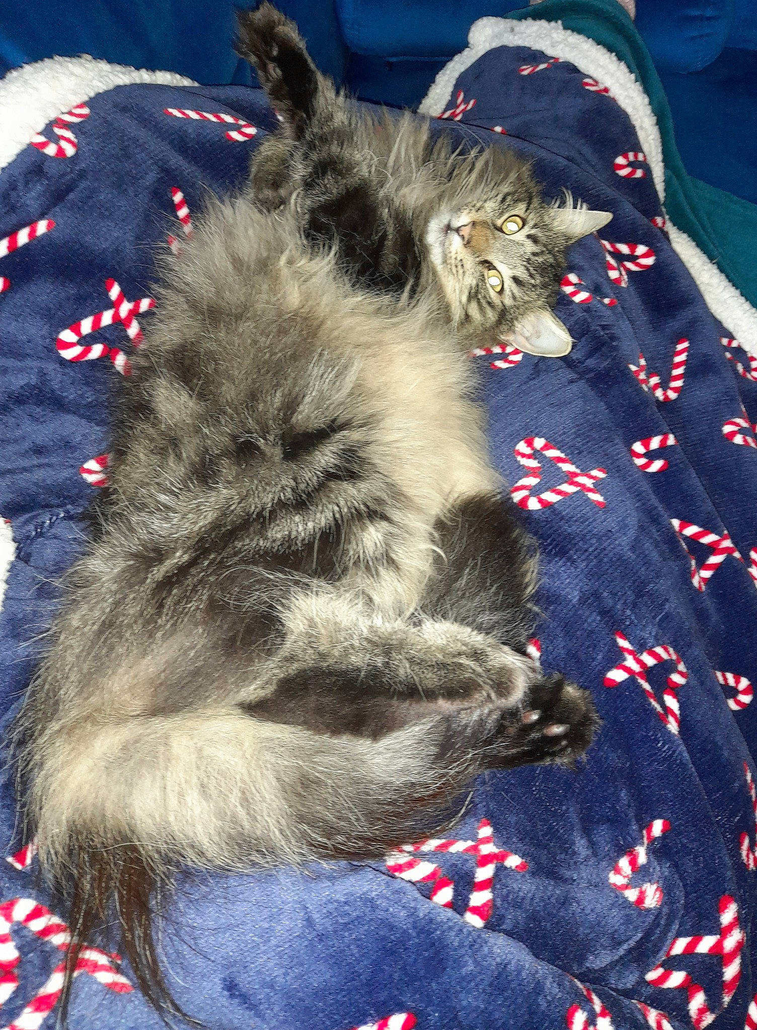 Tara a rejoint le concours — aidez-le/la à gagner de superbes lots ! carmine, carnivore, cat, claw, companion_dog, dog_breed, electric_blue, felidae, fur, pattern, paw, sleeve, small_to_medium_sized_cats, tail, whiskers