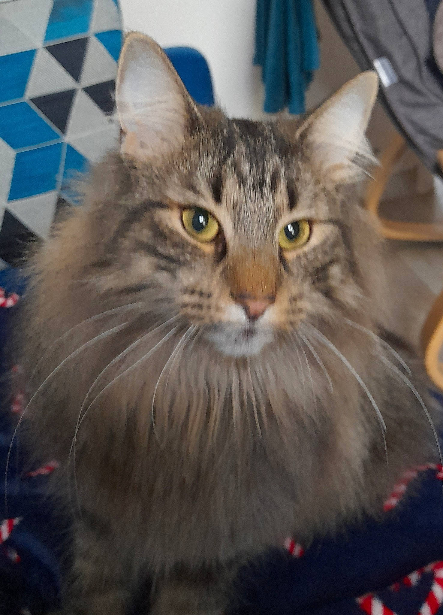 Tara participe au concours pour gagner de l'argent avec cette photo : box, carnivore, cat, domestic_short_haired_cat, electric_blue, felidae, fur, iris, maine_coon, paw, small_to_medium_sized_cats, snout, terrestrial_animal, whiskers