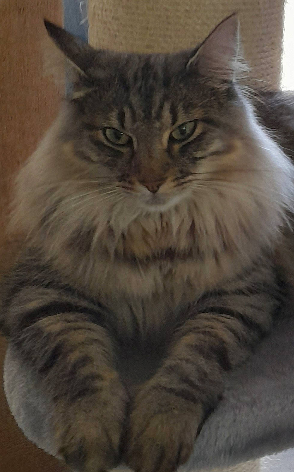 Tiago a rejoint le concours — aidez-le/la à gagner de superbes lots ! british_longhair, carnivore, cat, domestic_short_haired_cat, felidae, fur, hair, maine_coon, small_to_medium_sized_cats, snout, terrestrial_animal, whiskers