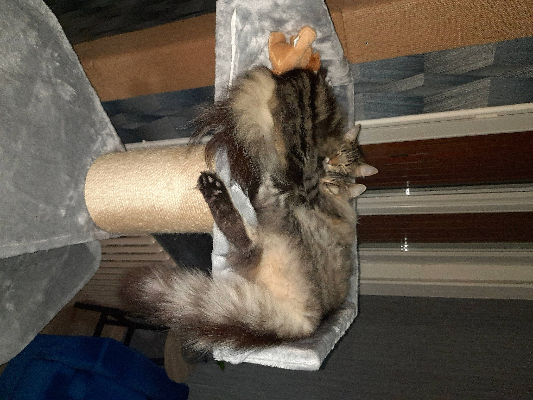 Tiago a rejoint le concours — aidez-le/la à gagner de superbes lots ! canidae, carnivore, cat, claw, comfort, companion_dog, dog_breed, domestic_short_haired_cat, felidae, foot, fur, fur_clothing, human_leg, natural_material, paw, small_to_medium_sized_cats, sporting_group, tail, whiskers, wood