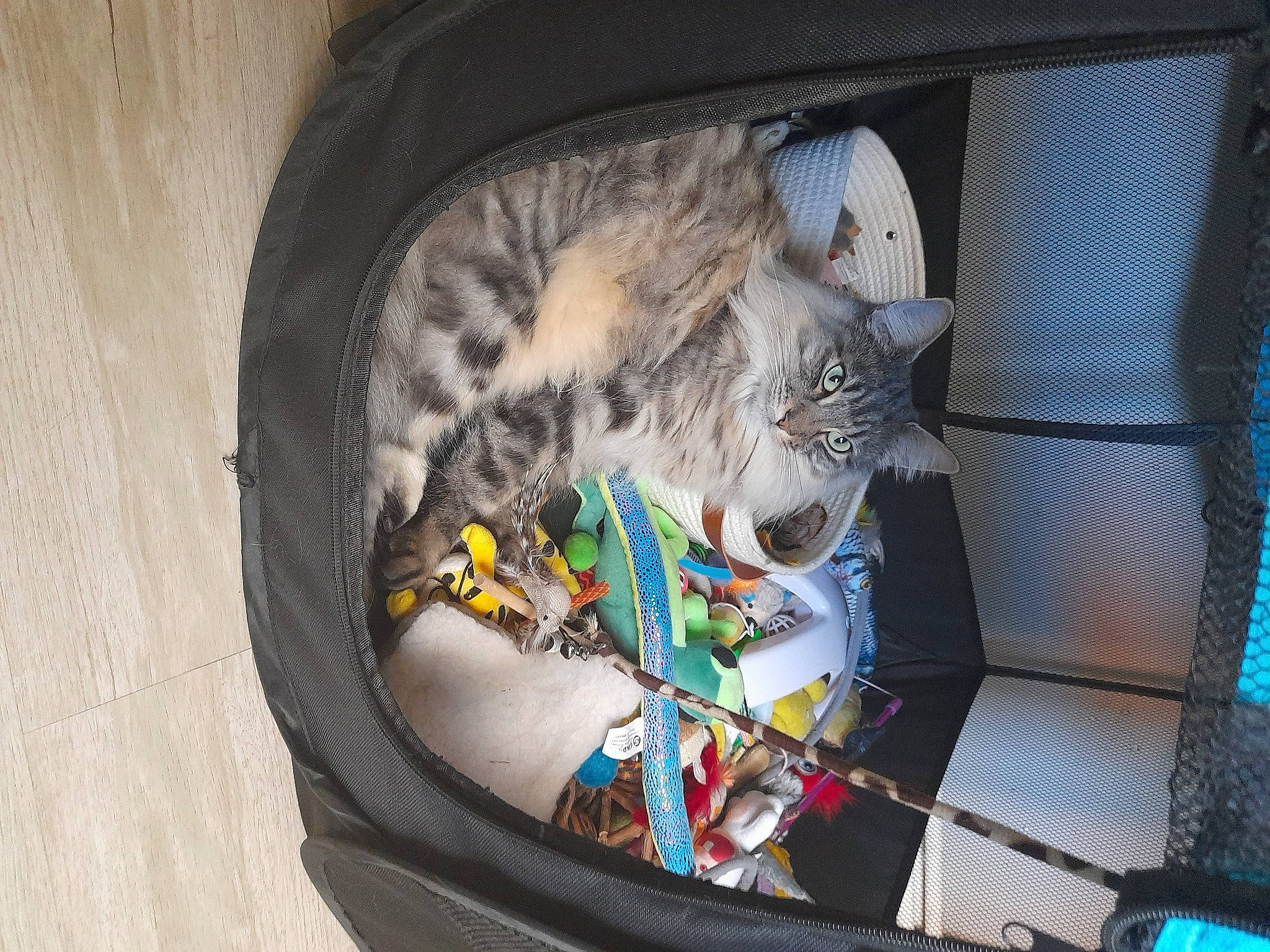 Tiago participe au concours pour gagner de l'argent avec cette photo : animal_shelter, auto_part, automotive_exterior, automotive_lighting, automotive_tire, carnivore, cat, circle, domestic_short_haired_cat, electrical_wiring, felidae, fur, glass, motor_vehicle, pet_supply, small_to_medium_sized_cats, tail, vehicle_door, whiskers, wire